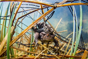 Mating toads, Turnhout, Belgium by Filip Staes 